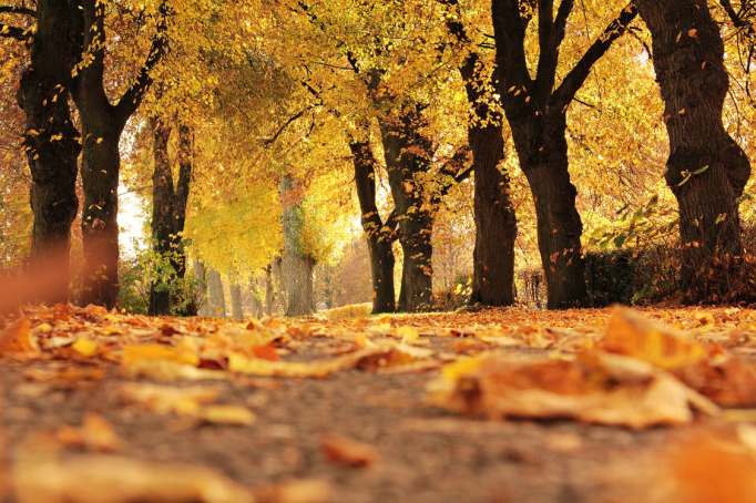autumn leaves golden closeup at ground_pexels-photo-235721